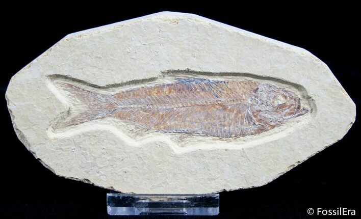 Inch Knightia Fossil Fish - Green River Formation #2571